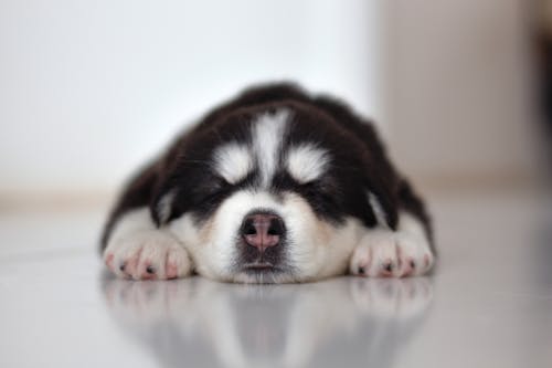 Black and White Siberian Husky Puppy