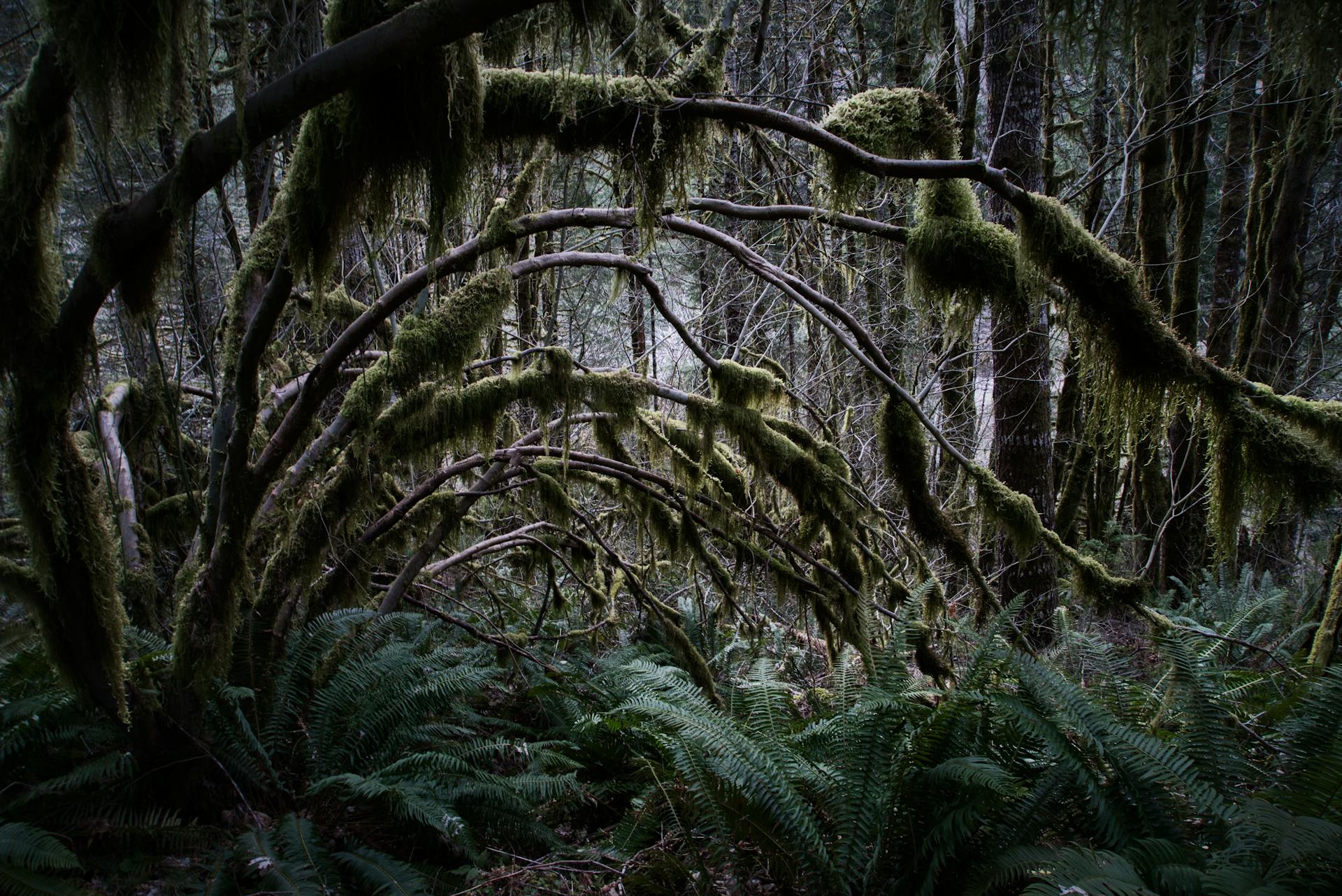 Discover the mystical beauty of an old growth rainforest with lush ferns and moss-covered branches.