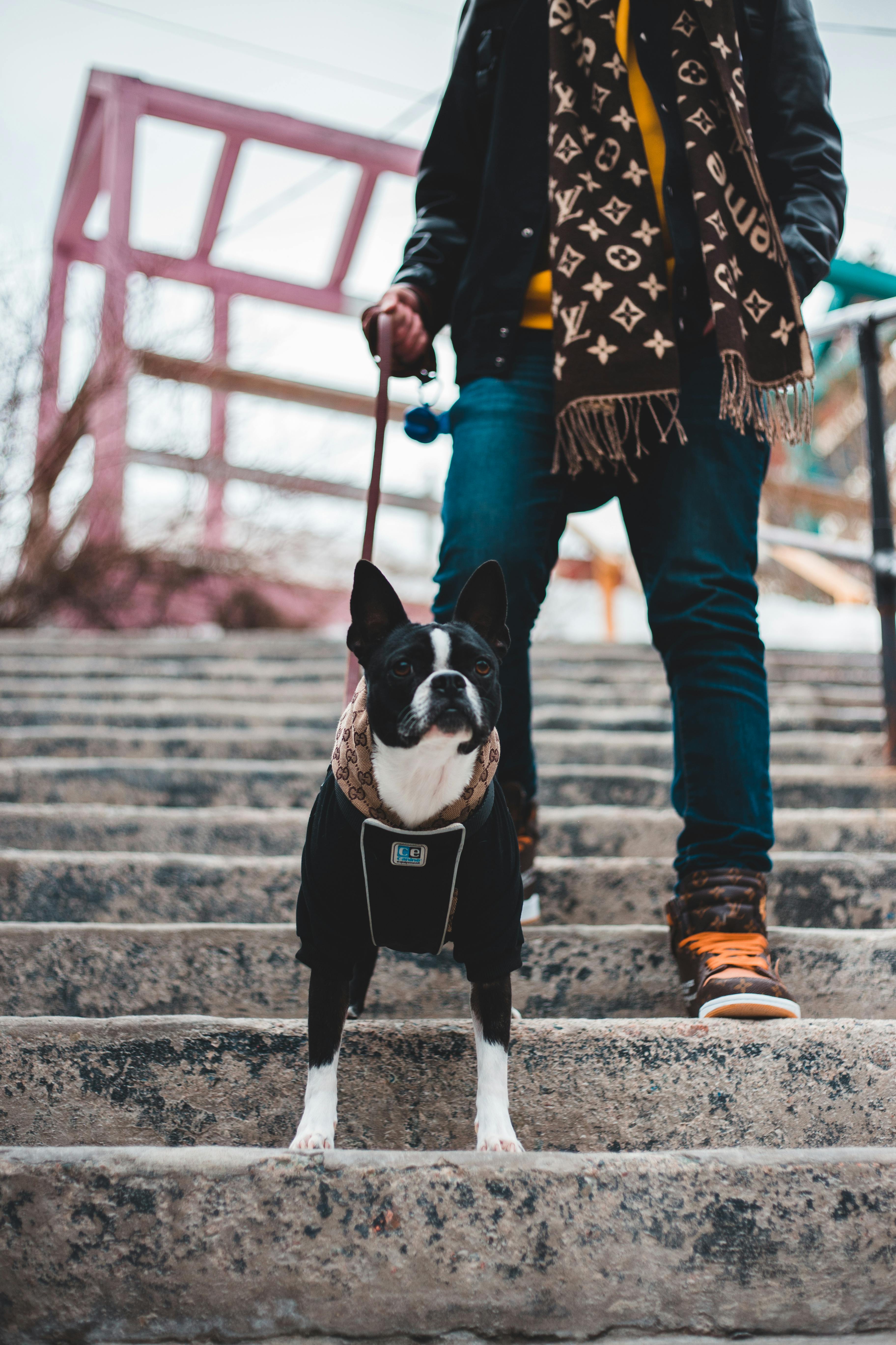 Black and White Short Coated Dog · Free Stock Photo