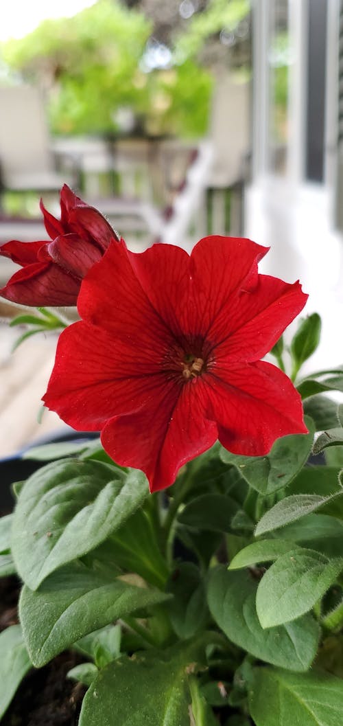 Fotobanka s bezplatnými fotkami na tému botanický, červený kvet, dekorácia