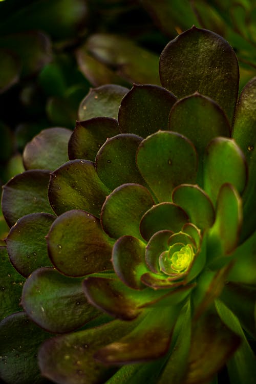 Green Succulent Plant in Close Up Photography