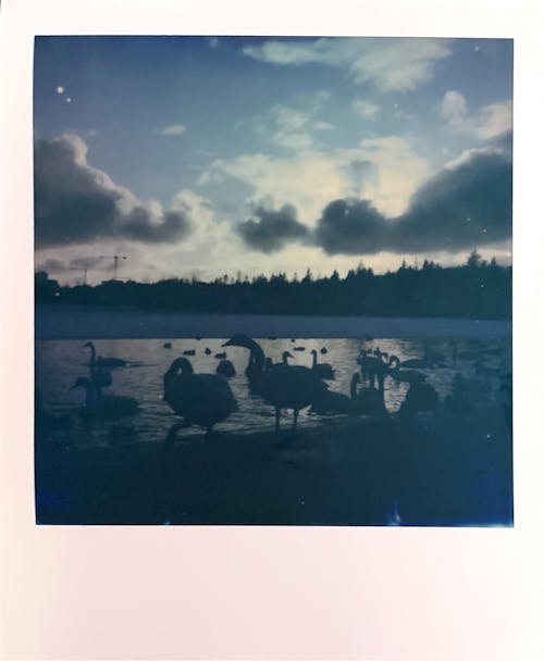 Silhouette of Ducks on Lake during Sunset