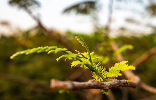 Green Leaf Plant in Close Up Photography