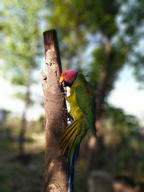 Green and Yellow Bird on Brown Tree Branch