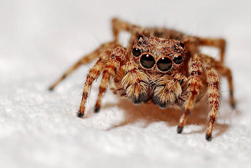 Free Selective Focus Photography of Brown and Black Jumping Spider on White Textile Stock Photo