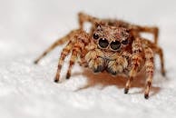 宏图像详细地捕捉了白色背景上跳跃蜘蛛的复杂特征