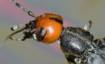 甲虫头部的特写细节展现了鲜艳的橙色与黑色