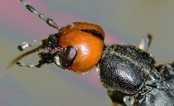 甲虫头部的特写细节展现了鲜艳的橙色与黑色