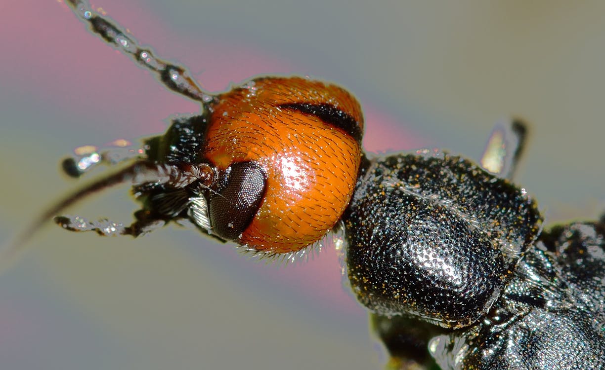 Безкоштовне стокове фото на тему «Beetle, впритул, Голова»