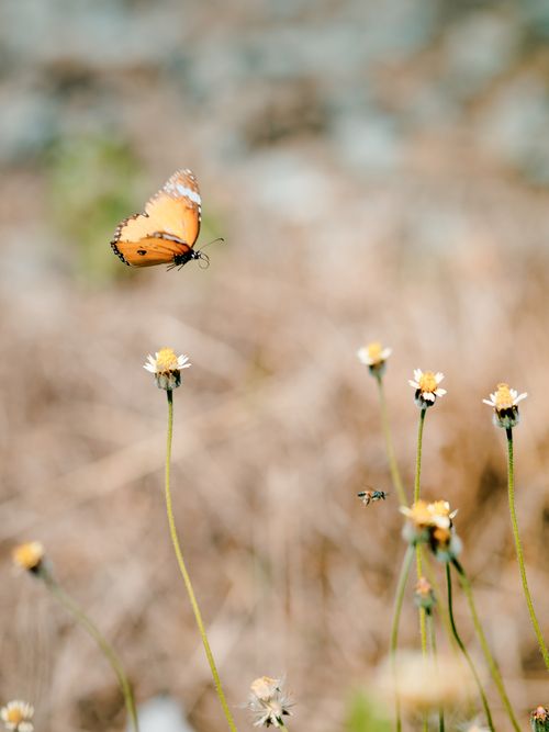 Free A butterfly gracefully flutters above blooming wildflowers in a natural setting, captured in a vertical close-up. Stock Photo