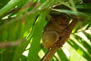 Tangkoko National Park: Tracking the Spectral Tarsier and the Black Macaques of North Sulawesi
