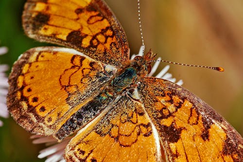 Macro Photography of a Pearl Crescent Butterfly