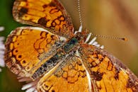 宏观镜头下，一只彩色珍珠新月蝴蝶停在精致的花瓣上