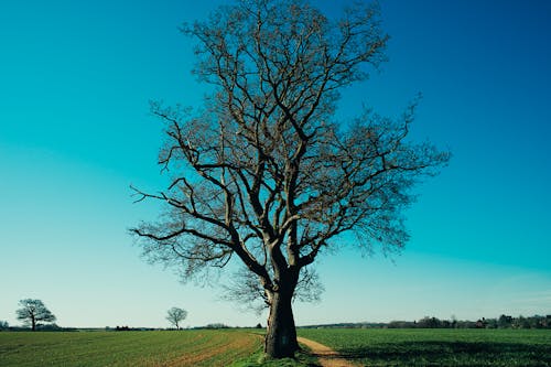 ağaç, ağaç gövdesi, ahşap içeren Ücretsiz stok fotoğraf