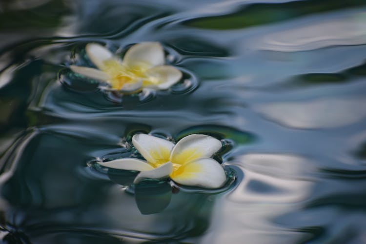 Plumeria Flowers On Clean Water Surface