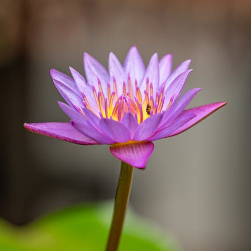 Close up of Purple Flower