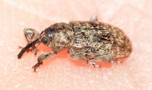 这张宏观照片详细展示了纹理表面上象鼻虫的复杂图案