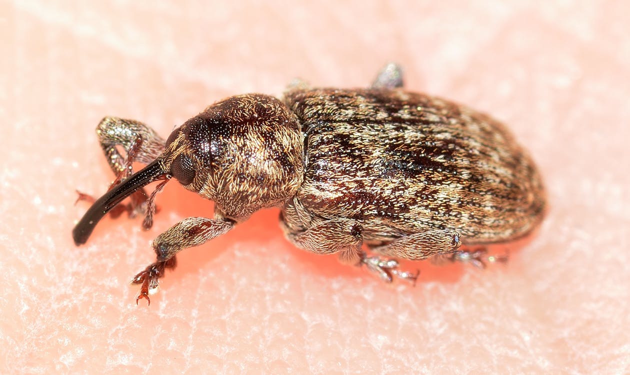 Beige and Black Insects on White Textile