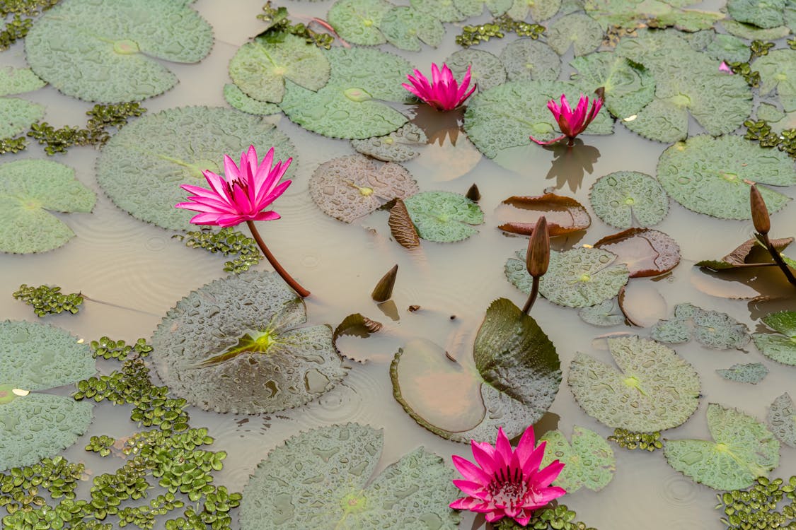 Lily pad in pond water in summer day · Free Stock Photo