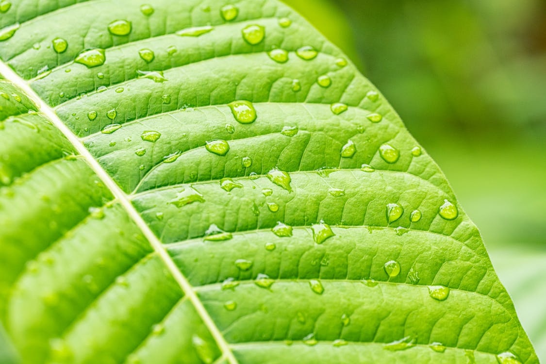 Closeup of green moisture leaf covered with droplets of water in summer day