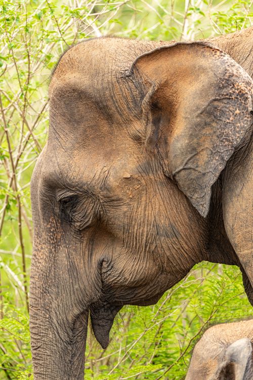 Free A detailed side view of an Asian Elephant surrounded by green foliage. Stock Photo
