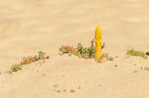 Succulents Growing in Desert