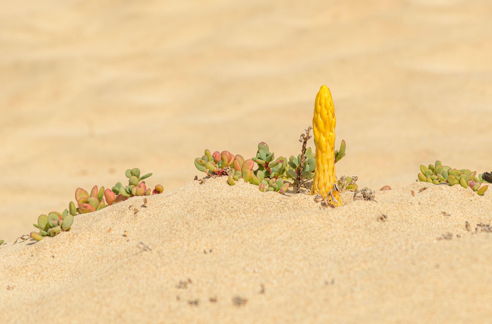 Yellow plant and succulents on a sandy desert terrain, depicting resilience and adaptation.