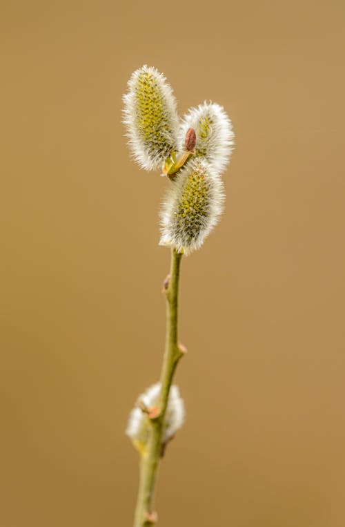 Thin branch of pussy willow plant