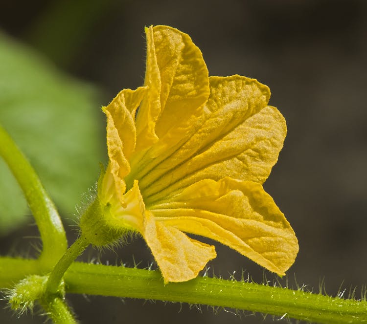 Blooming Courgette Flower