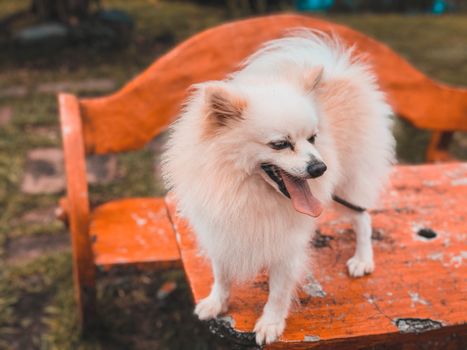 Adorable Pomeranian dog on a colorful outdoor bench with a playful expression.