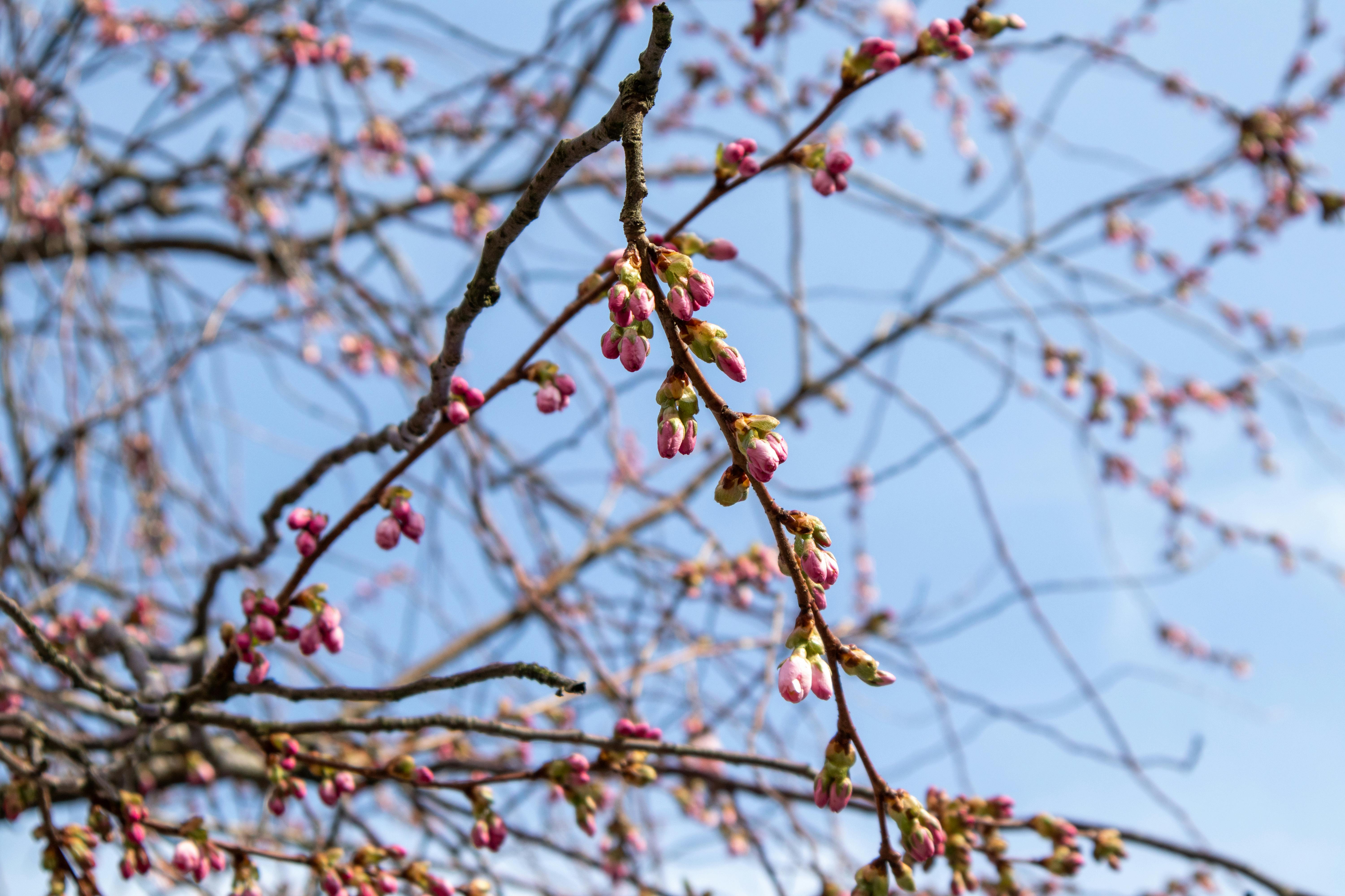春天，哥德堡的樱花花蕾映衬着晴朗的蓝天