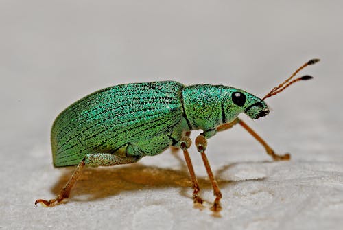 Green Black and Brown Insect