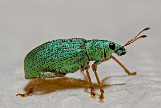 充满活力的金属绿色象鼻虫特写，捕捉其复杂的纹理与细节