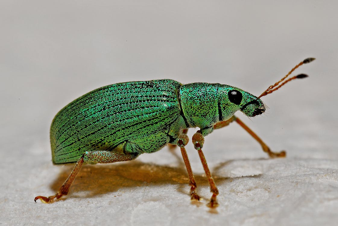 Free Green Black and Brown Insect Stock Photo