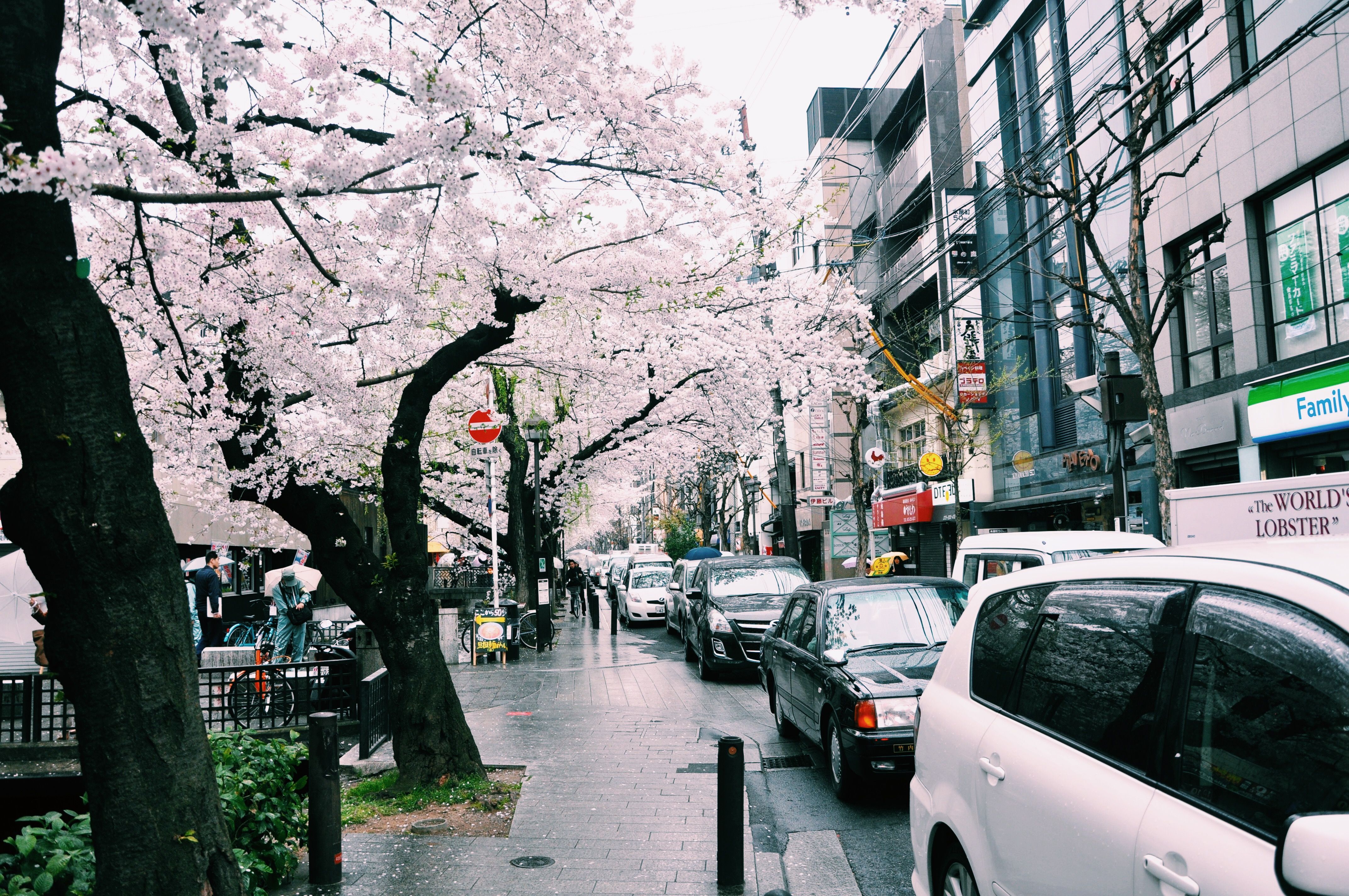 城市街道上，樱花树和现代建筑旁，汽车停靠在灰色的天空下