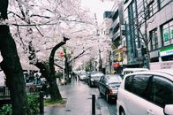城市街道上，樱花树和现代建筑旁，汽车停靠在灰色的天空下