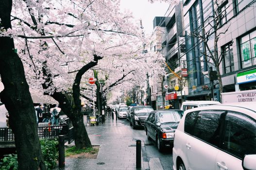 城市街道上，樱花树和现代建筑旁，汽车停靠在灰色的天空下