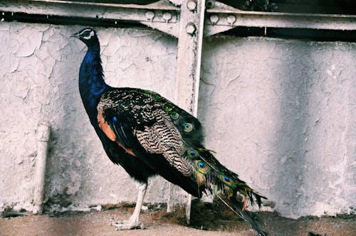 Side view of calm graceful peacock with folded tail standing on ground near stone border with metal beams in zoo on daytime