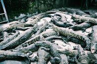 Crocodiles resting together in zoo cage