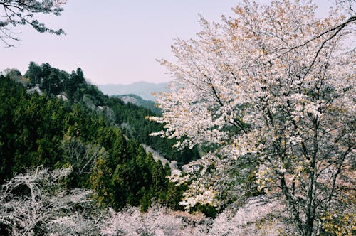 Blooming trees growing in spring forest