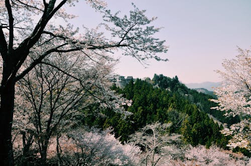 White blooming trees growing against village on green hill