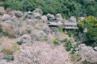 在宁静的乡村环境中，樱花与传统房屋构成了一幅田园诗般的春日景象