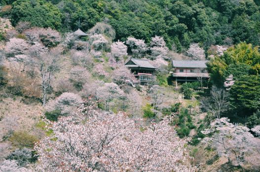 在宁静的乡村环境中，樱花与传统房屋构成了一幅田园诗般的春日景象