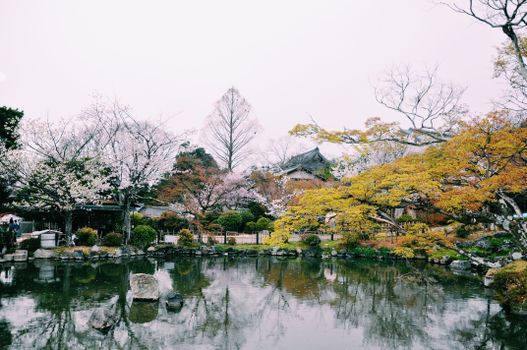 春天，宁静的日本花园里，樱花倒映在平静的池塘中