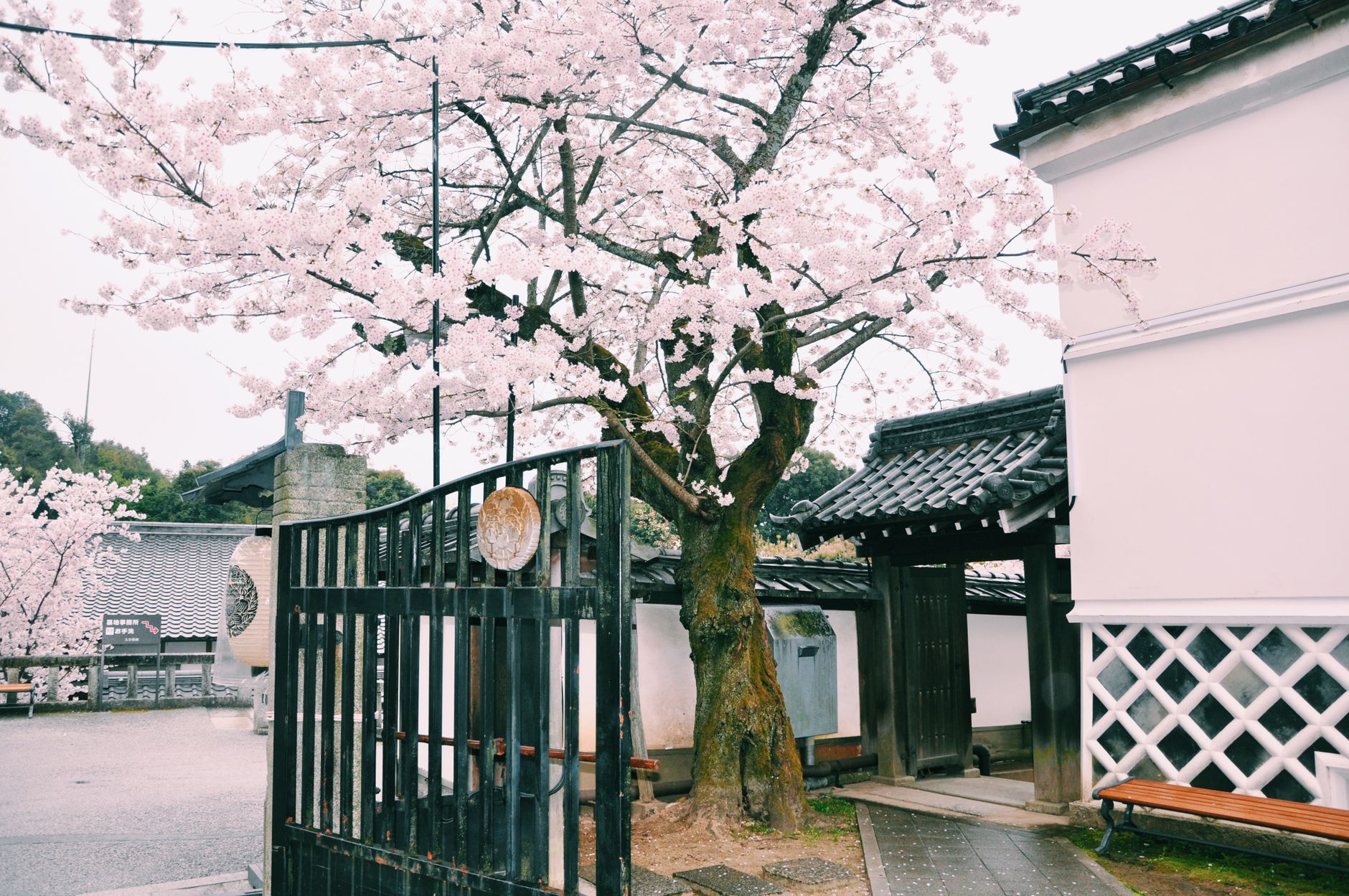 Traditional Japanese courtyard with open gates and cherry blossoms growing near house on daytime