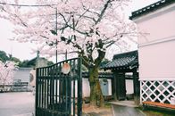 在传统的日本庭院里，白天大门敞开，房屋附近樱花盛开