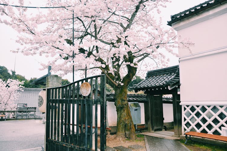 Blooming Sakura In Yard Of Japanese House