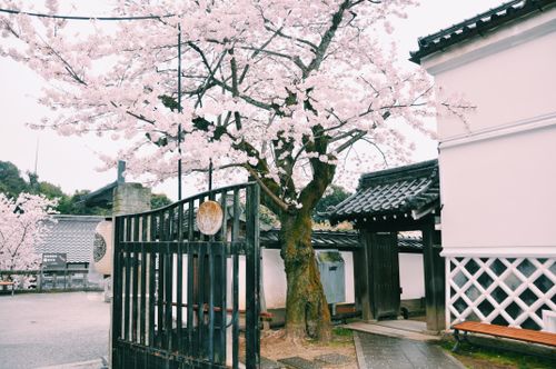 Free Traditional Japanese courtyard with open gates and cherry blossoms growing near house on daytime Stock Photo