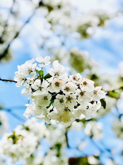 Blooming twig of cherry tree on sunny day · Free Stock Photo