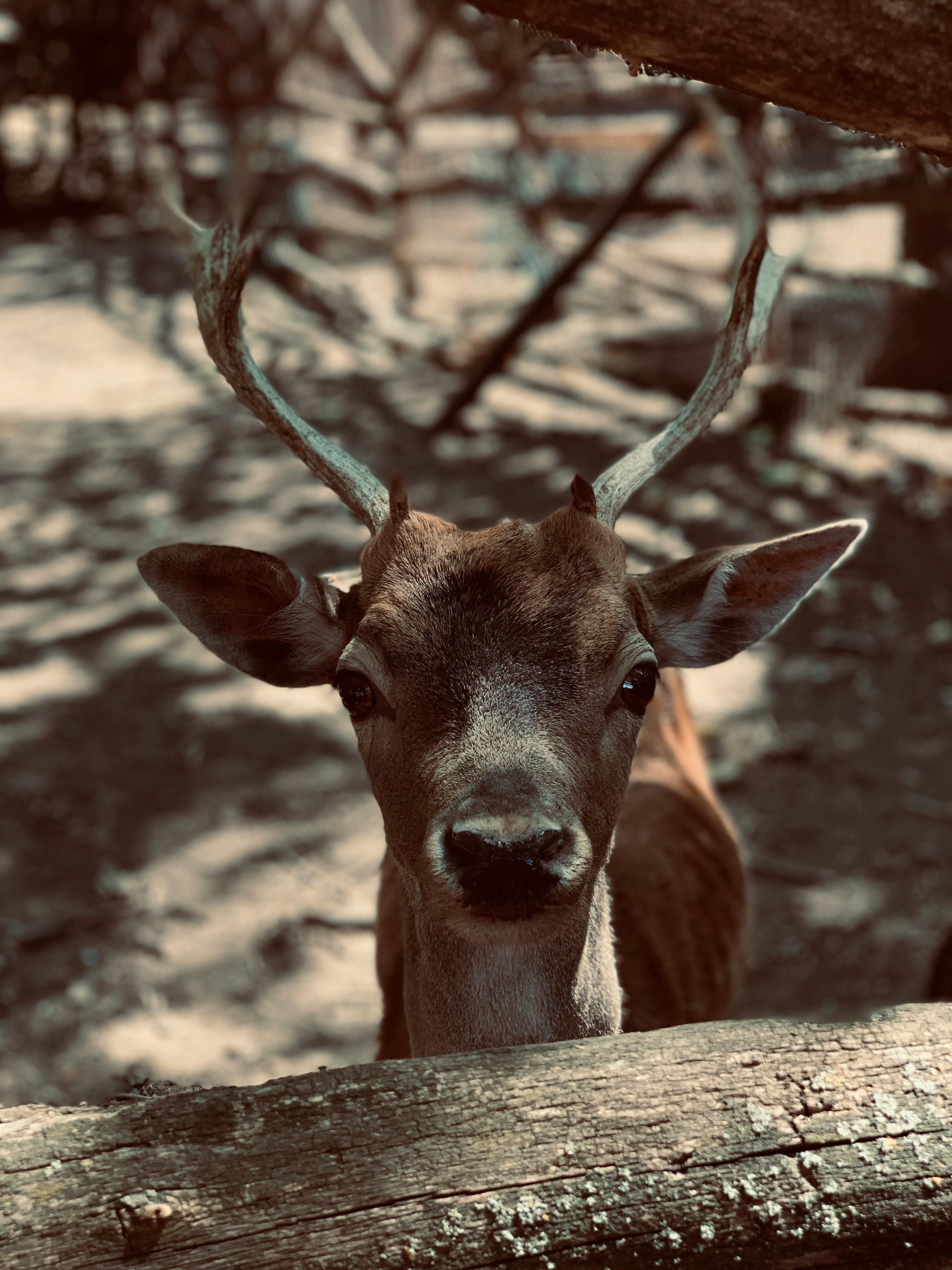 grátis Foto profissional grátis de ambiente natural, animais selvagens, animal Foto profissional